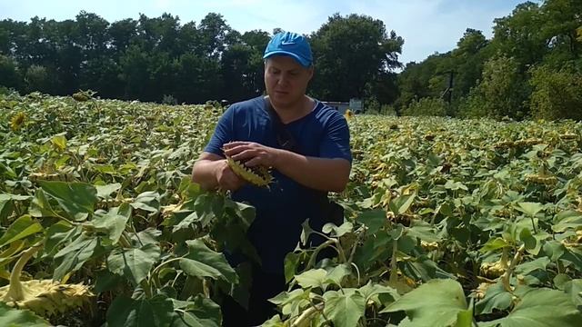 ?Видео ?поле подсолнух семя Бенето?AGROFON смотреть онлайн