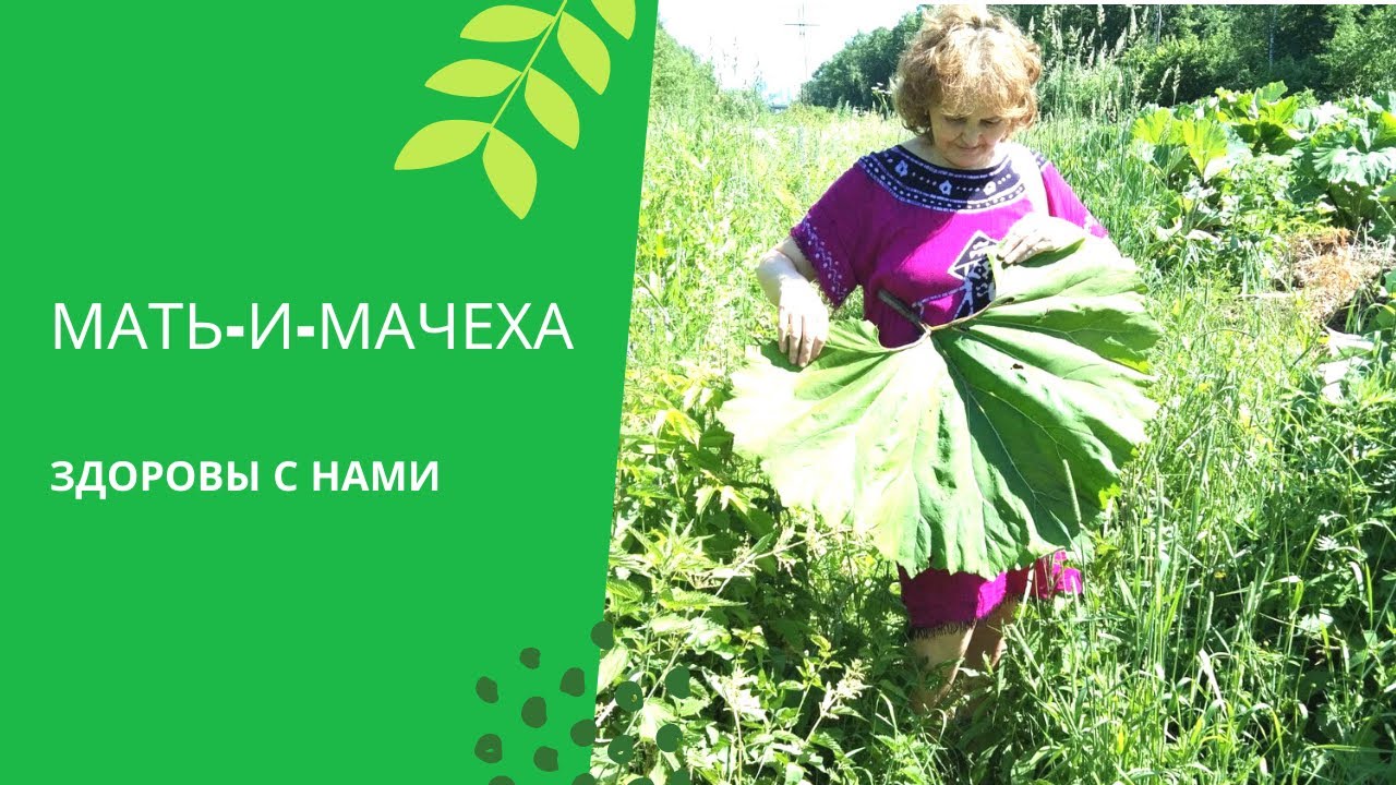 Белокопытник - очень крупные листья..mp4 смотреть онлайн