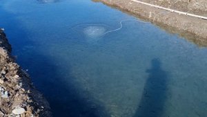 выращивание форели на грунтовой воде