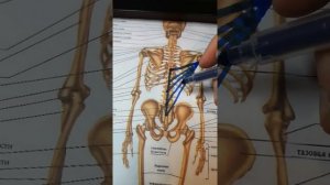 Учим мышцы легко и быстро для студентов FPA