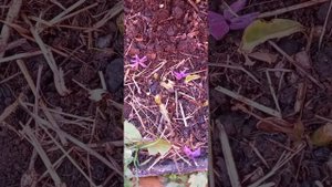 посадка многолетних флоксов из своих собранных семян.22г.