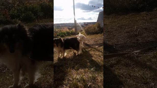 Смешной козленок и собака смотреть онлайн