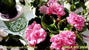 Очарование на подоконнике. Фиалки в коллекции. Мой апрель с ноября не устает радовать😉