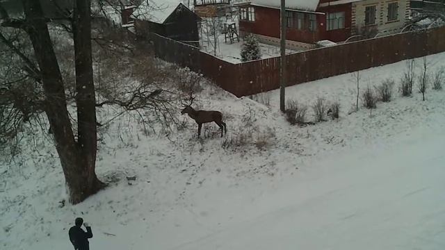 Олень
