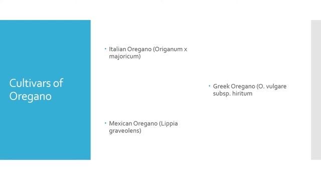 Oregano, Origanum vulgare смотреть онлайн