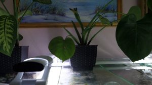 Корни растений в аквариуме