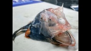 Рыбаки ужаснулись фото морских существ со дна Баренцева моря
