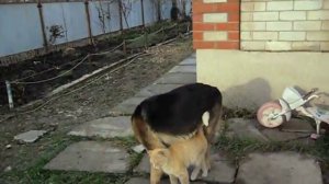 КОШКА СОБЛАЗНЯЕТ СОБАКУ