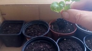 Пикирую рассаду пеларгонии.