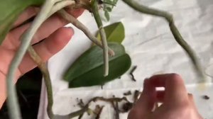 ВЫРАЩИВАНИЕ ОРХИДЕЙ В ВОДЕ