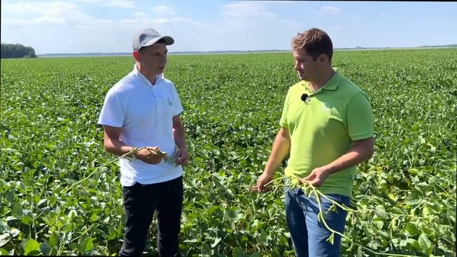 СОЯ легла! Ждём когда даст!