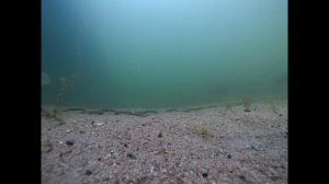 Bream and Rudd Underwater Camera