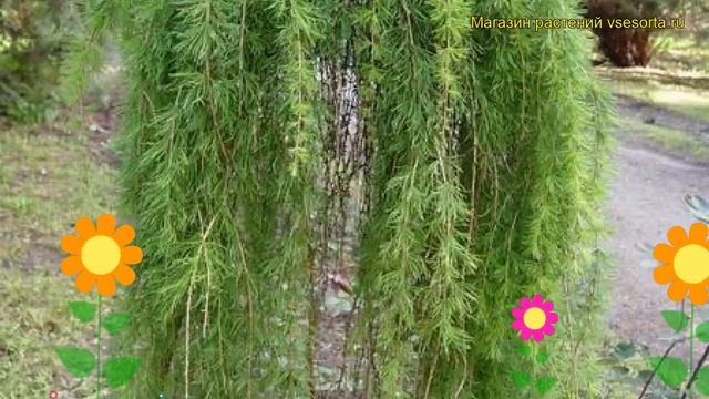 Лиственница европейская Пули. Краткий обзор, описание характеристик, где купить larix decidua Pulli смотреть онлайн