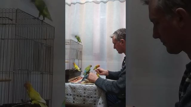 Неразлучники выкормыши смотреть онлайн