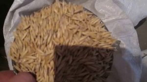 Супер рацион для кроликов! Зерно смесь Дедушкин рецепт.