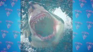 Сумасшедшие Битвы Самых Больших Акул, Снятые на Камеру