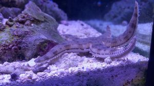 знакомство с жителями морского аквариума - морская звезда обычная