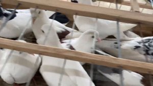 Выставка-ярмарка  голубей в Дагестане п.Манас. #Голуби #Махачкала #Дагестан #pigeons #ГолубиДагеста