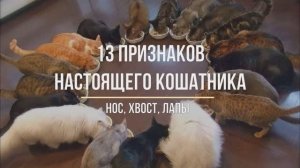 13 признаков настоящего кошатника