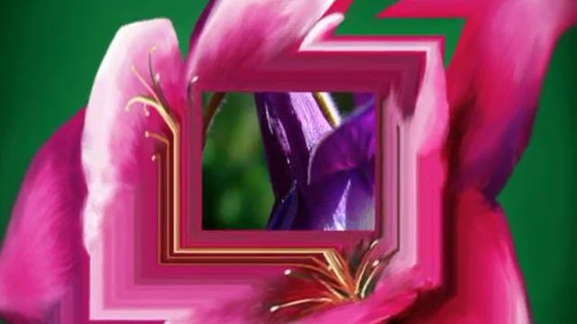 SPRING FLOWER AQUILEGIA 1 .avi смотреть онлайн