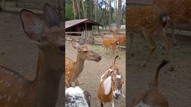 Милые животные Маленького зоопарка под Киевом 🥰 смотреть онлайн