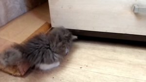 Котёнок Пуговка
