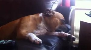 Staffie = snoring and lots of it