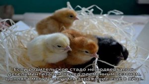 Понос у цыплят