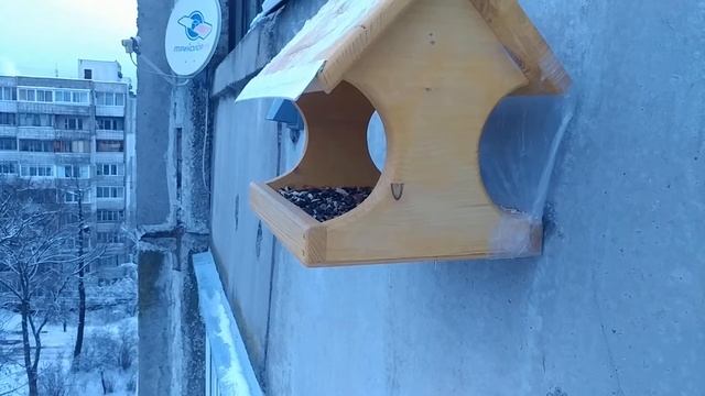 птицы у кормушки. дятел, дубонос, снегирь, синицы. смотреть онлайн