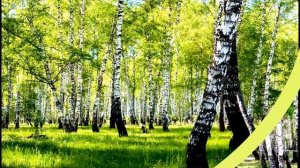 ОТЧЕГО ТАК В РОССИИ БЕРЁЗЫ ШУМЯТ...