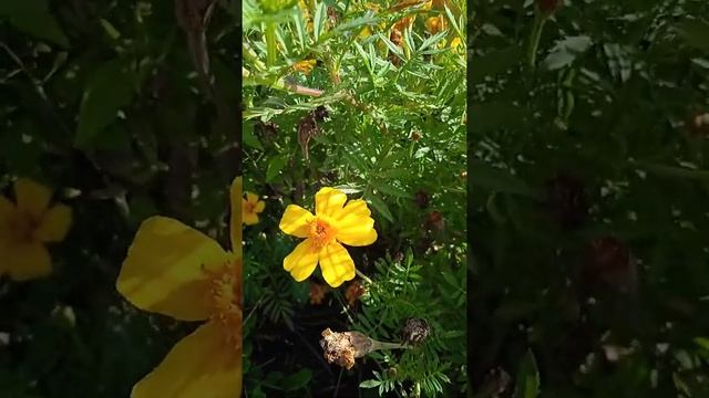 Бархатцы, осенние цветы, Marigolds, autumn flowers