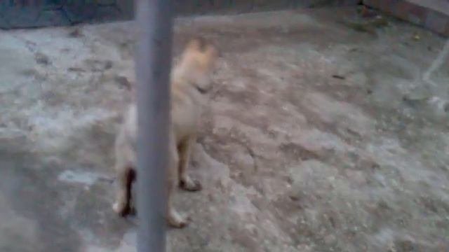 Щенок Лайки