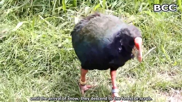 Takahe (Tarahē) - The birds were once extinct (New Zealand) смотреть онлайн