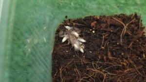 Выжить любой ценой. Природное клонирование, как способ размножения животных.