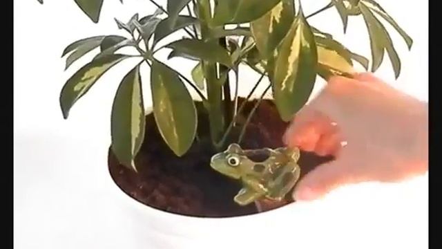 Поливалка декоративная для цветов Лягушка смотреть онлайн