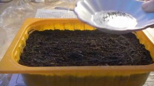 Колеус выращивание из семян