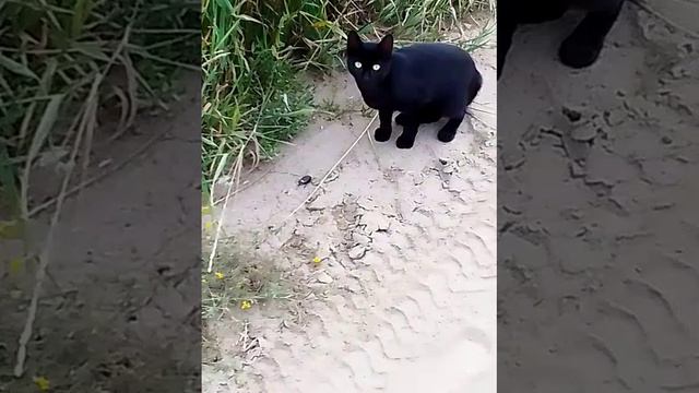 "Ты чё жука не видел? Снимает видите ли!".Кот в шоке🙂