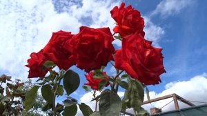 Rosa var. Lidka