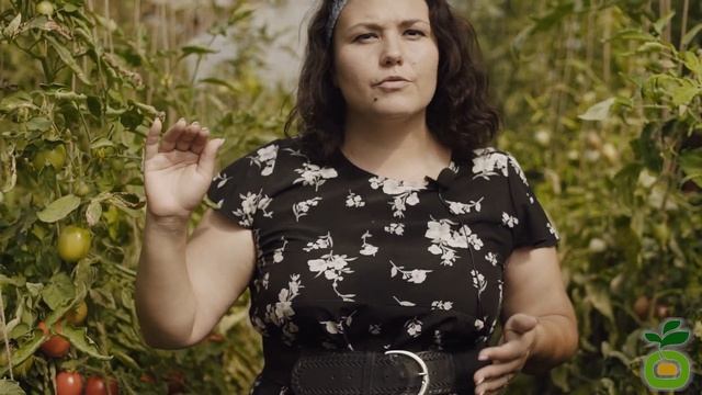 Томат Надежда - томат, который будет радовать вас долгое время! #shorts смотреть онлайн