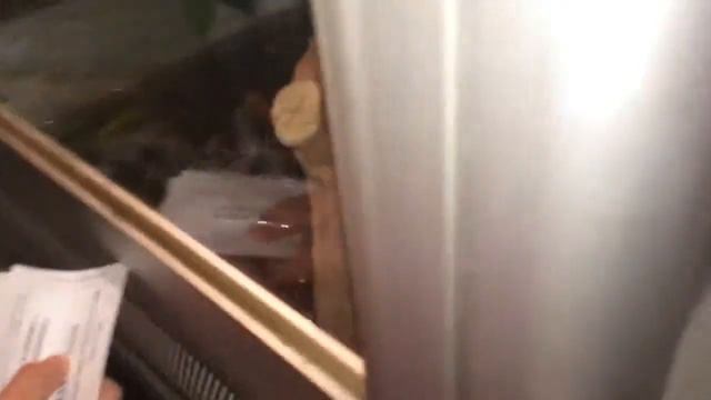 Выставка экзотических животных в Магнитогорске смотреть онлайн