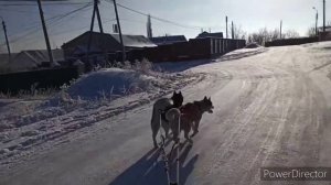 Разминка для хаски с ледянкой