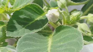 Мои цветы. Глоксинии из семян. Бутоны назревают!