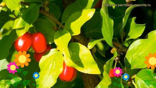 Дерен мужской. Краткий обзор: Дерен мужской описание характеристик, где купить саженцы cornus mas смотреть онлайн