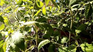 как определить нехватку азота у томатов