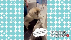 Кот научил хаски запрыгивать в ванну. Видели видео? Фрагмент выпуска от 16.05.2021