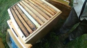 Пчелиная пасека с нуля. 7 серия. Поднятие расплода.mp4