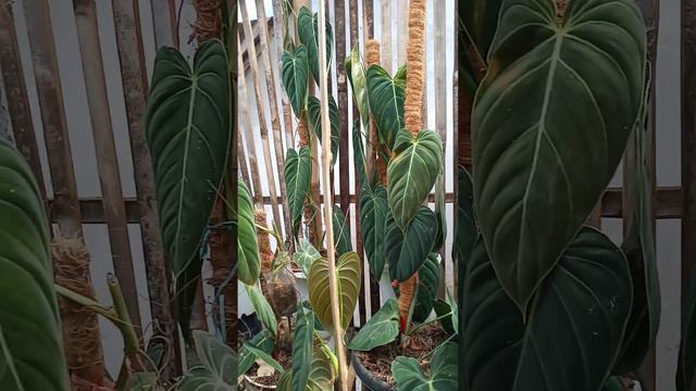 Philodendron MelanoCrysum