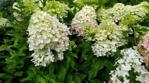 Гортензия метельчатая граффити.