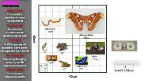 Animal Size Comparison | LeeZY Comparisons