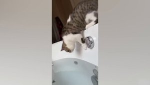 Приколы с котами! Смешные коты! С ОЗВУЧКОЙ! СМЕШНЫЕ ЖИВОТНЫЕ 2023! Тест на психику!